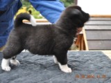 2010_03_14_Welpen 094.jpg