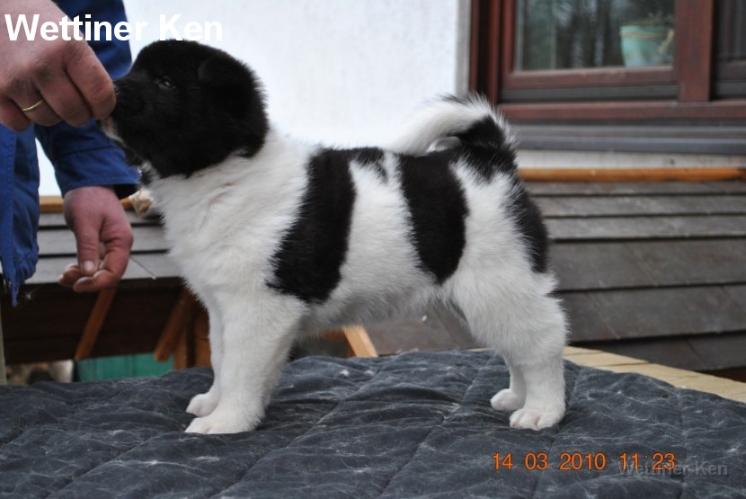 2010_03_14_Welpen 071