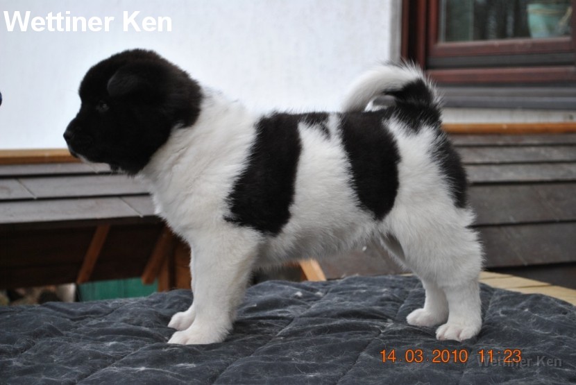 2010_03_14_Welpen 073