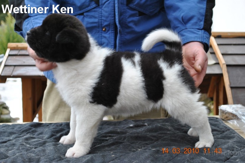2010_03_14_Welpen 241