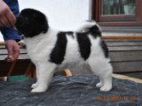 2010_03_14_Welpen 071.jpg
