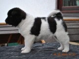 2010_03_14_Welpen 073.jpg