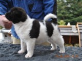 2010_03_14_Welpen 077.jpg
