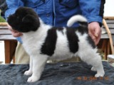 2010_03_14_Welpen 241.jpg