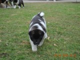 2010_04_04 083.jpg