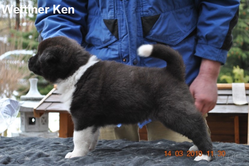 2010_03_14_Welpen 120