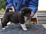 2010_03_14_Welpen 111.jpg