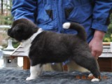 2010_03_14_Welpen 120.jpg