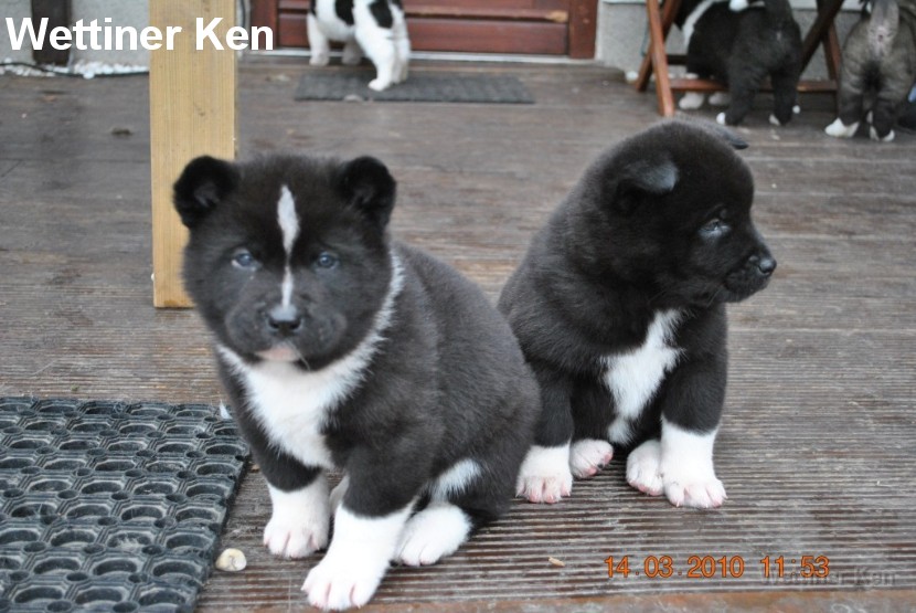 2010_03_14_Welpen 344