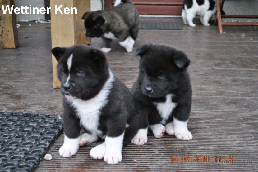 2010_03_14_Welpen 348