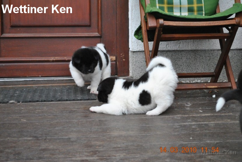 2010_03_14_Welpen 353