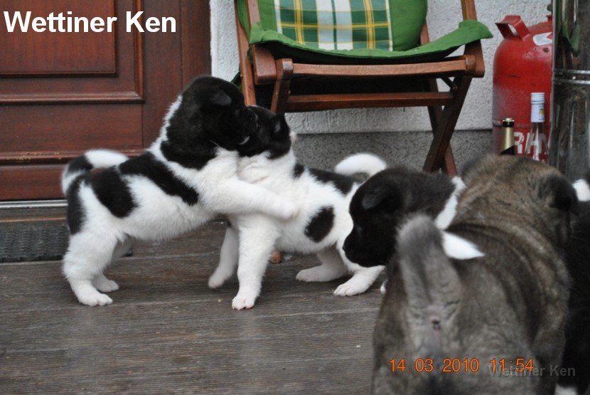 2010_03_14_Welpen 354