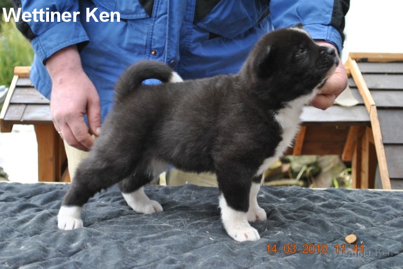 2010_03_14_Welpen 221
