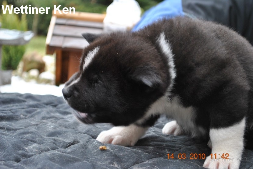 2010_03_14_Welpen 229