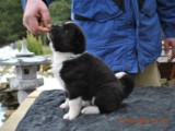 2010_03_14_Welpen 215.jpg