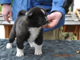 2010_03_14_Welpen 224.jpg