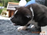 2010_03_14_Welpen 229.jpg