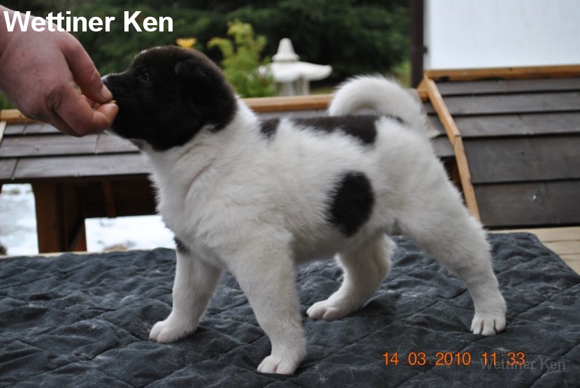 2010_03_14_Welpen 141
