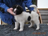 2010_03_14_Welpen 148.jpg
