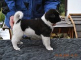 2010_03_14_Welpen 153.jpg