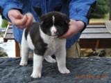 2010_03_14_Welpen 158.jpg