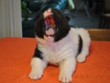 DSC_0163amica.JPG