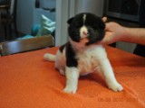 DSC_0172amica.JPG