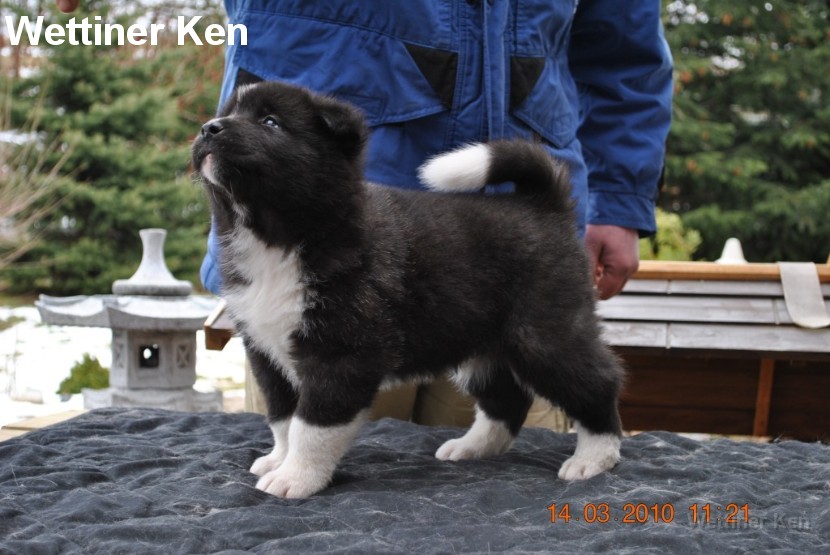 2010_03_14_Welpen 060