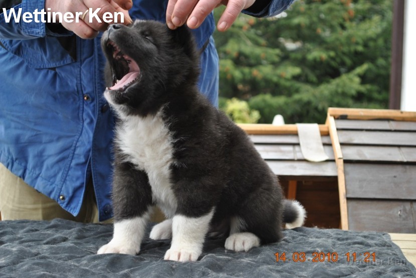 2010_03_14_Welpen 063
