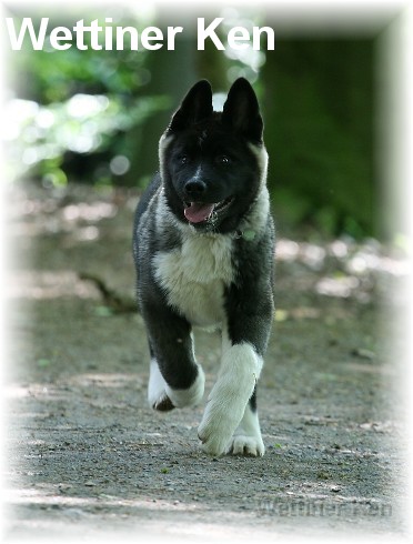 wildpark11