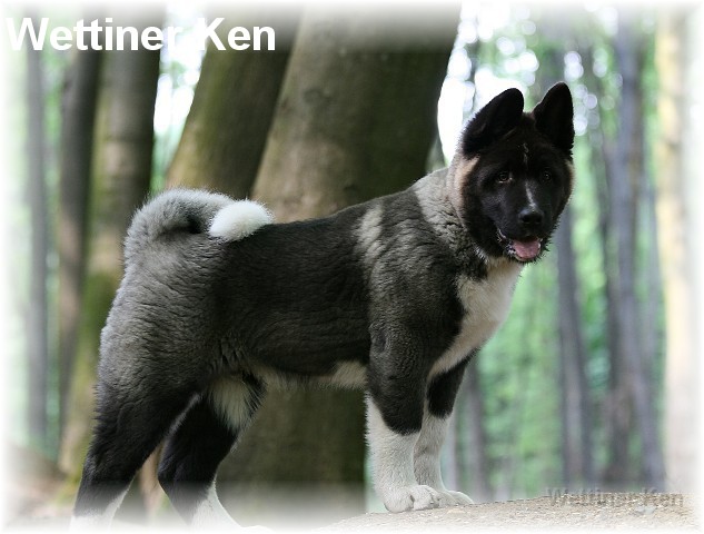 wildpark4