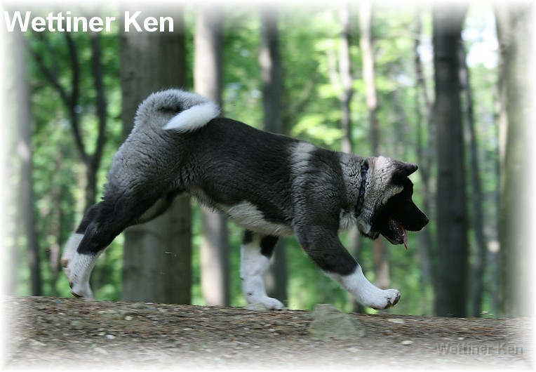 wildpark6