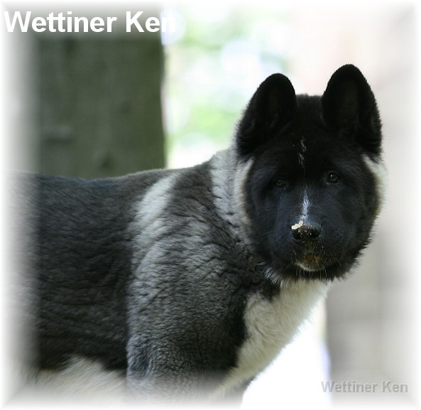wildpark8