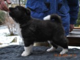 2010_03_14_Welpen 057.jpg