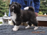 2010_03_14_Welpen 059.jpg