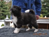 2010_03_14_Welpen 060.jpg