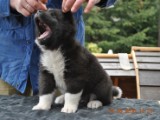 2010_03_14_Welpen 063.jpg