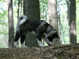 wildpark10.jpg