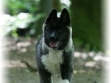 wildpark11.jpg