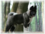 wildpark4.jpg