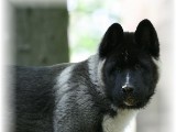 wildpark8.jpg