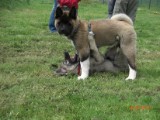 2010_05_14_Artarius 053.jpg